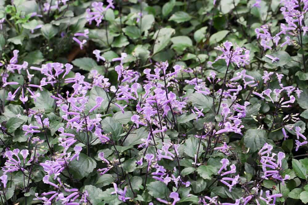 Mona Lavender (Plectranthus ‘Mona Lavender’)