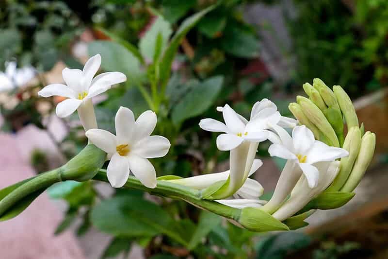 Tuberose (Polianthes Tuberosa)