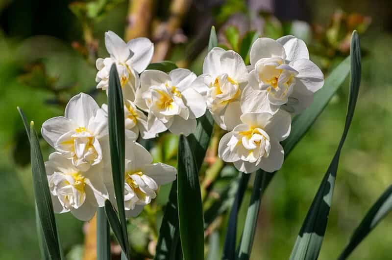 Double Daffodil (Narcissus ‘Southern Hospitality’)