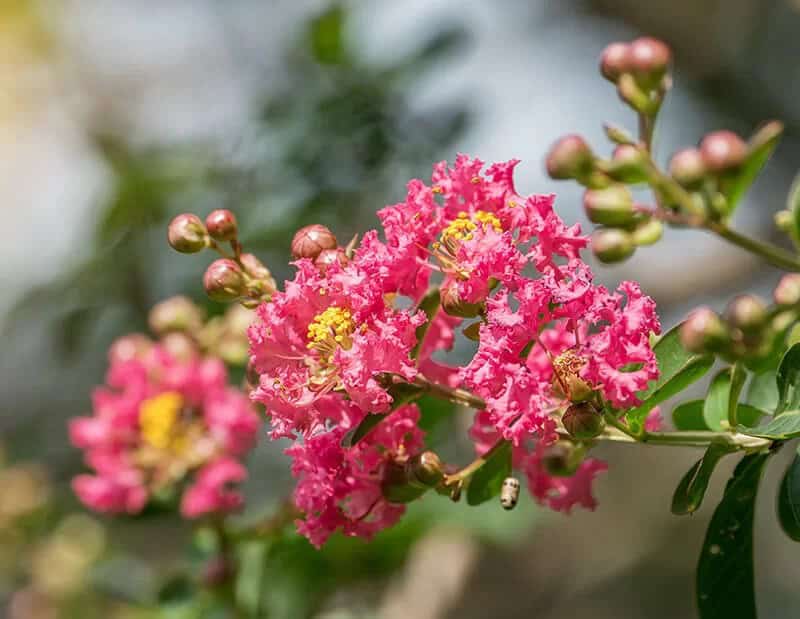 Crape Myrtle (Lagerstroemia ‘Acoma’)