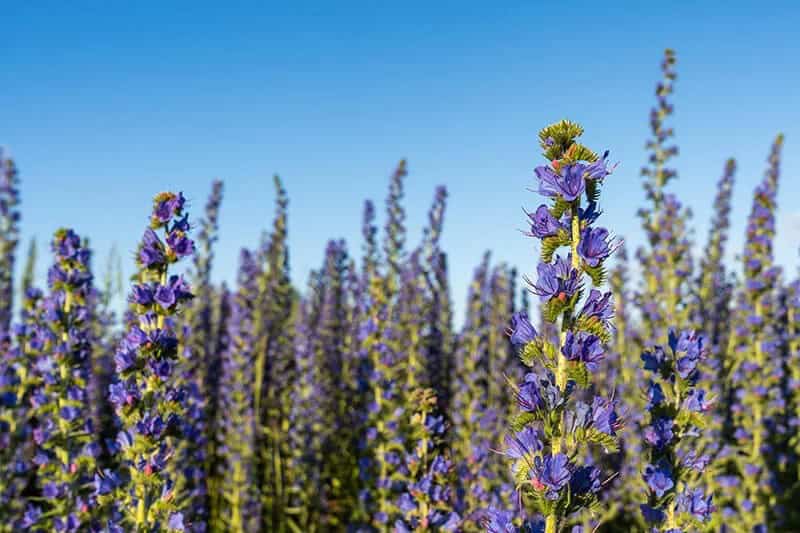 Viper’s Bugloss (Echium Vulgare)