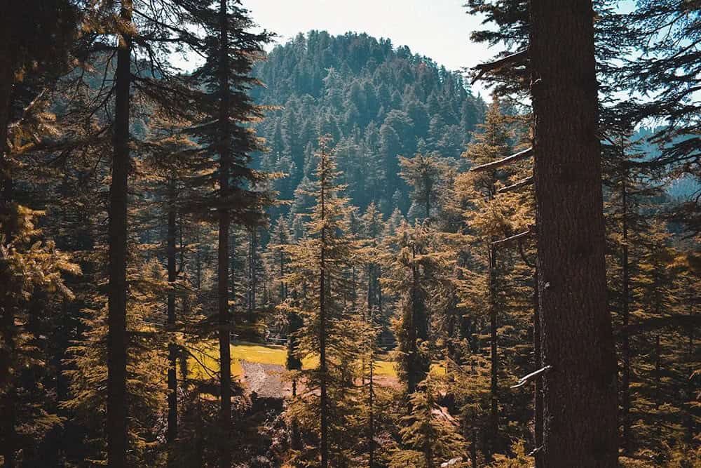 Golden Deodar Cedar (Cedrus deodara ‘Aurea’)