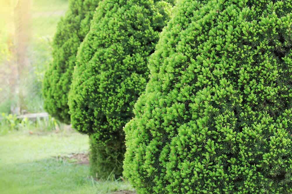 Dwarf Alberta Spruce (Picea glauca ‘Conica’)