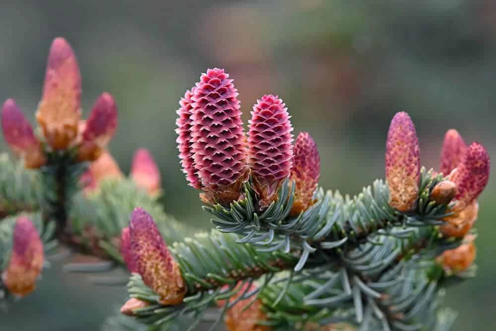 Sitka Spruce (Picea sitchensis)