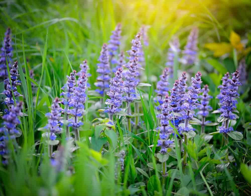 Creeping Sage (Salvia sonomensis)