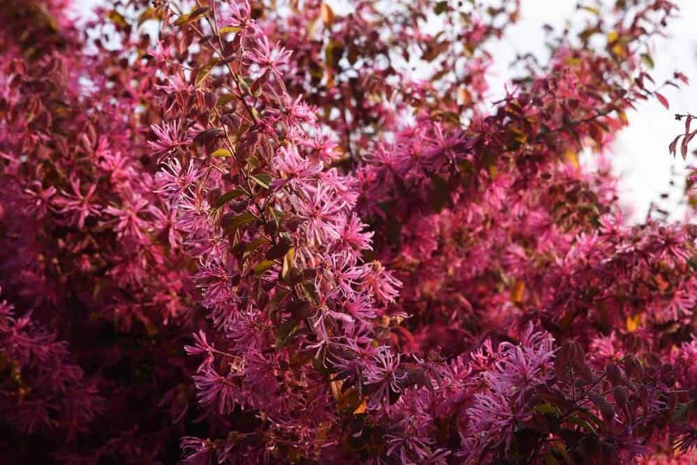 Loropetalum chinense var rubrum ‘Zhuzhuo Fuchsia’ (Chinese Fringe Tree)