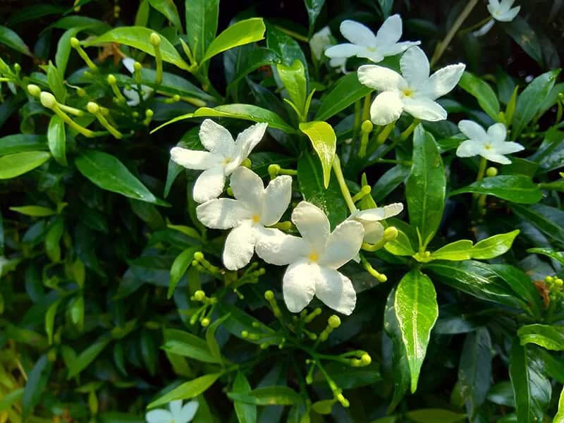 Gardenia (Gardenia Jasminoides)