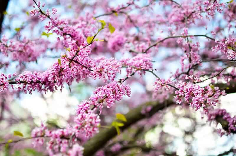 Redbud (Cercis Canadensis)