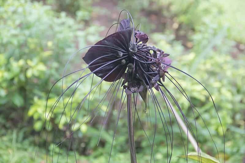 Bat Flower (Tacca Chantrieri)