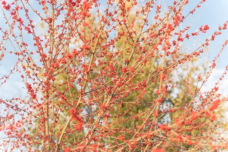 Winterberry (Ilex Verticillata)