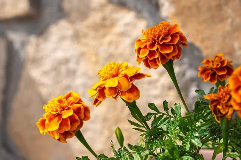 Carnations (Dianthus caryophyllus)