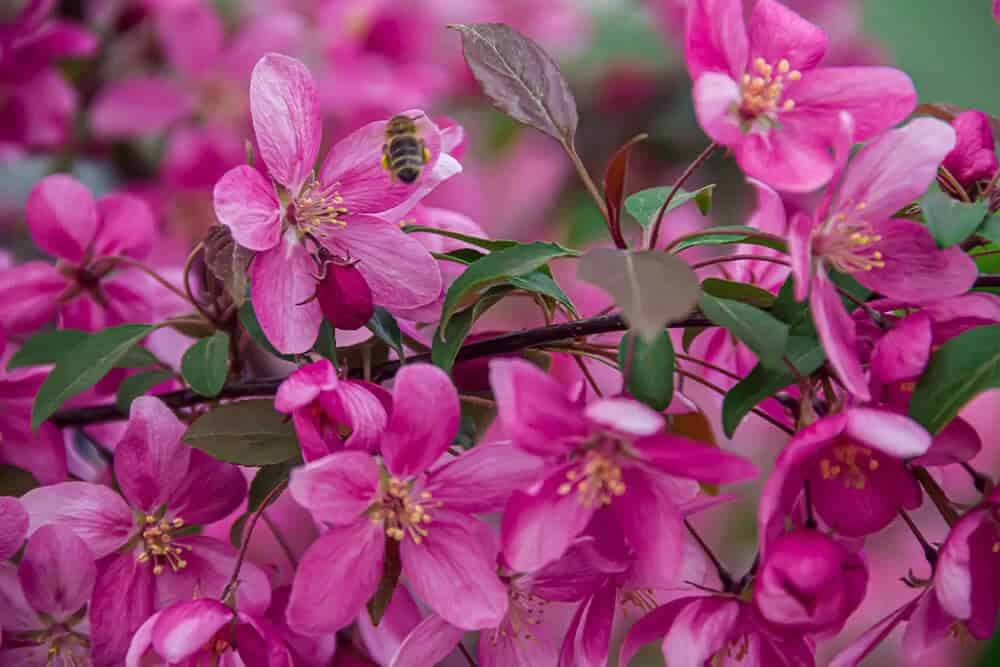 Crabapple (Malus)