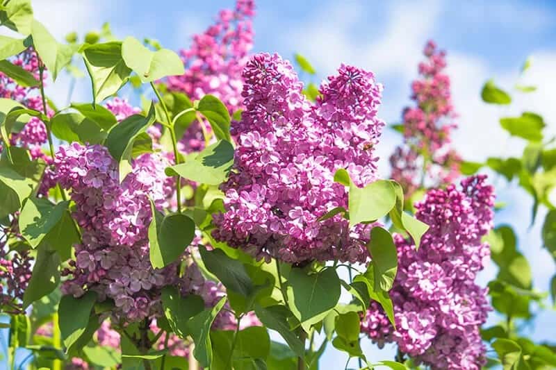 French Lilac (Syringa Vulgaris ‘Agincourt Beauty’)