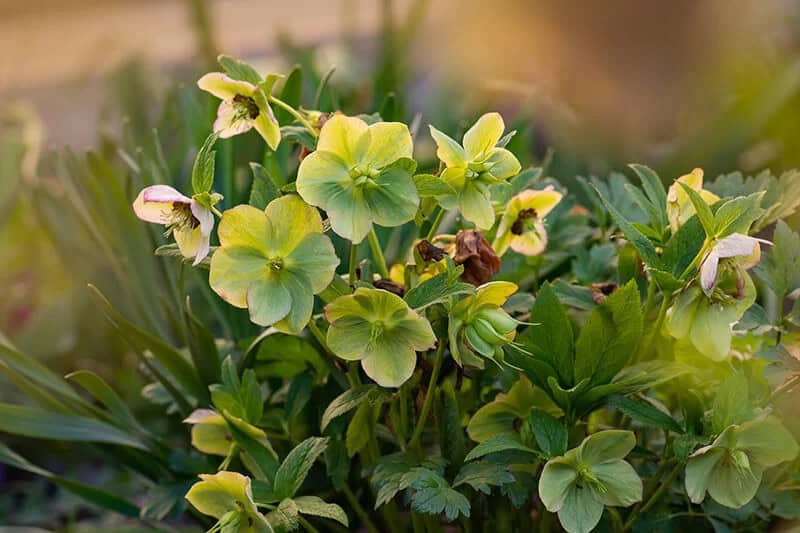 Hellebore (Helleborus × Hybridus ‘Yellow Lady’)