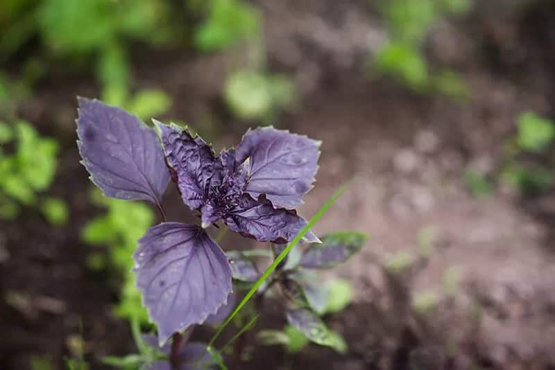 Red Rubin Basil (Ocimum Basilicum)