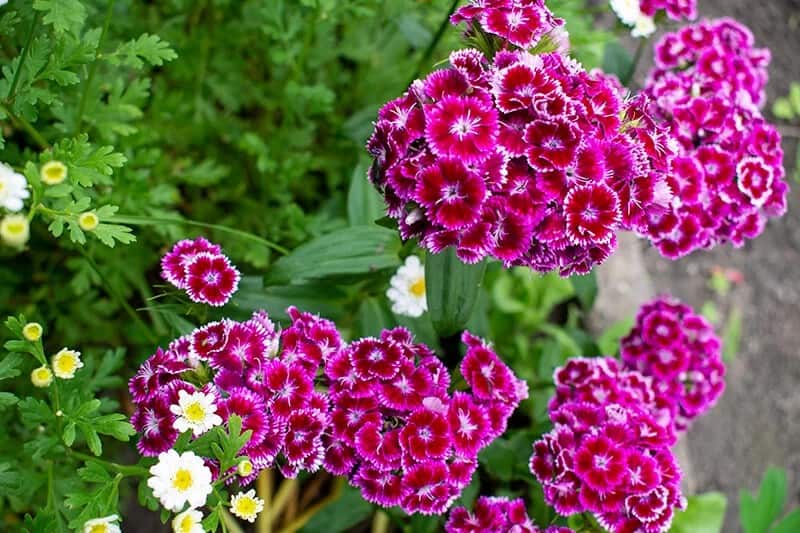 Sweet William (Dianthus Barbatus)