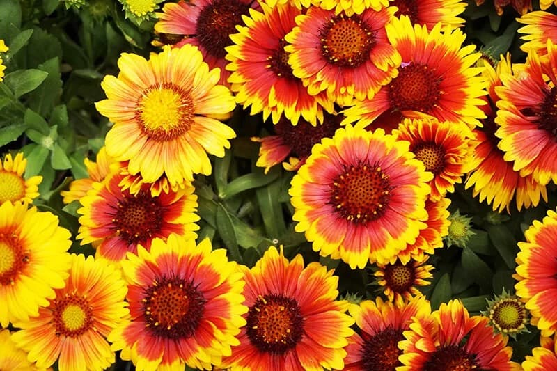 Blanket Flower (Gaillardia Aristata ‘Bijou’)