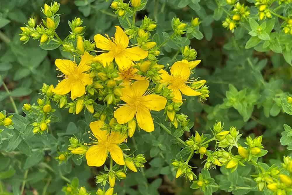 St. John’s Wort (Hypericum perforatum)