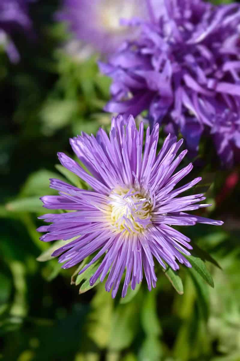 China Aster (Callistephus Chinensis)