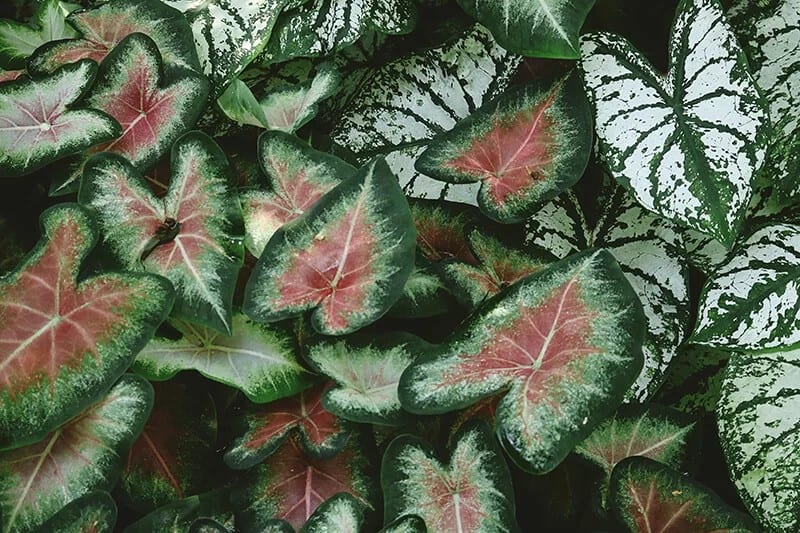 Caladium (Caladium)