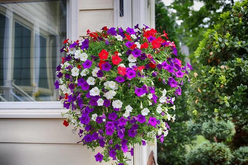 Petunia (Petunia spp.)