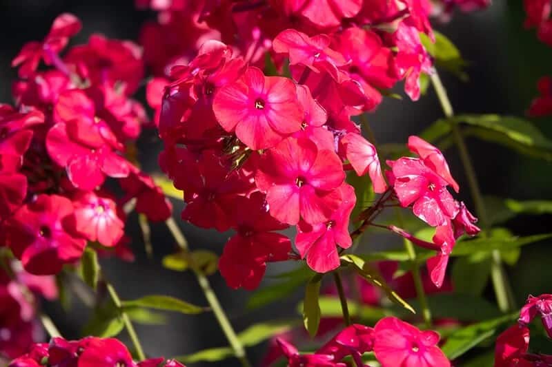 Garden Phlox (Phlox Paniculata ‘Red Riding Hood’)