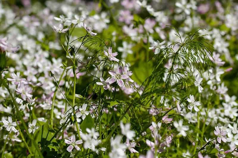 Spring Beauty (Claytonia Virginica)