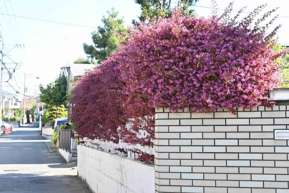 Chinese Fringe Flower (Loropetalum chinense)