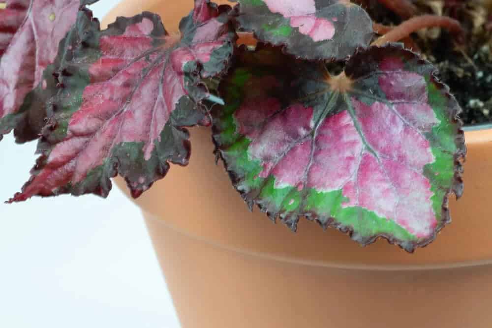 Painted Leaf Begonia (Begonia rex)