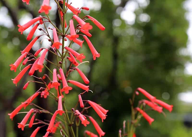 Cape Fuchsia (Phygelius ‘Blacher’ Cherry Ripe)