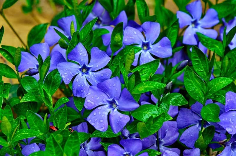 Blue Periwinkle (Vinca)