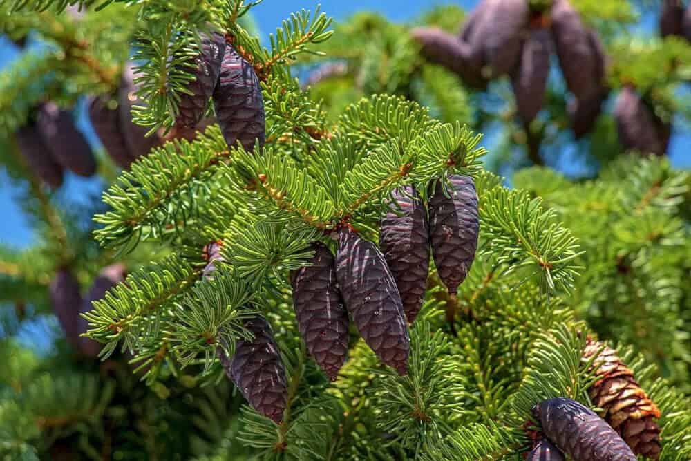 Black Spruce (Picea mariana)