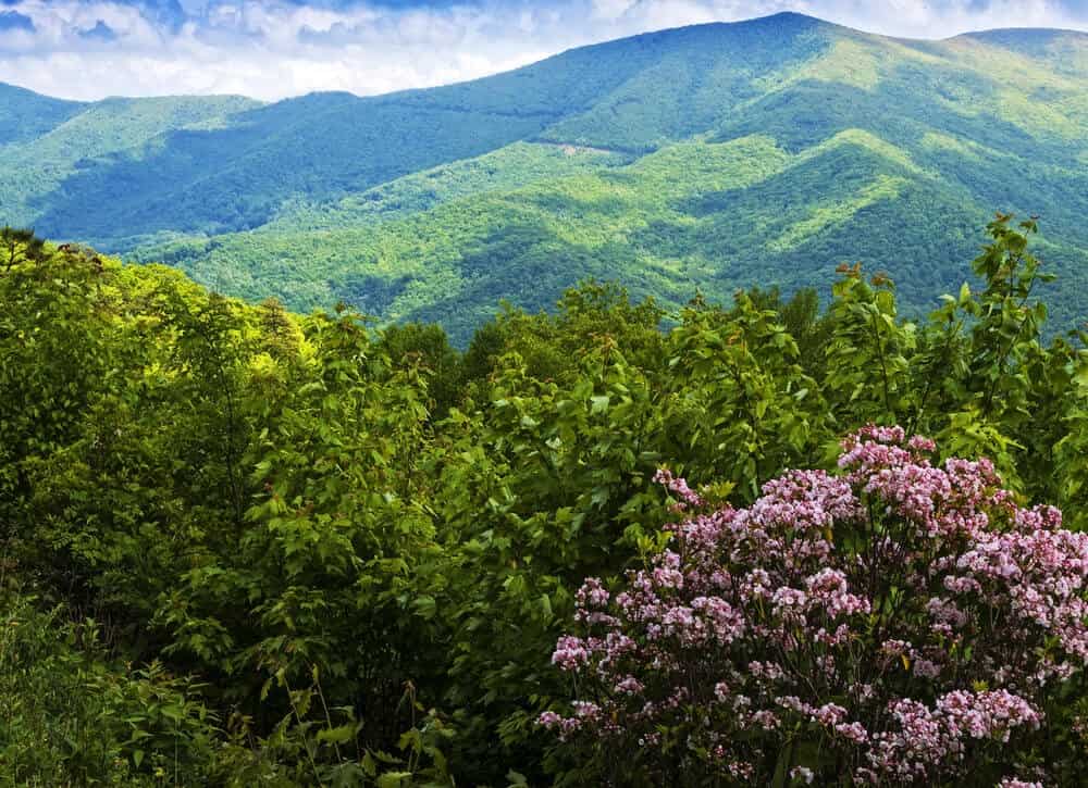 Mountain Laurel (Kalmia latifolia)