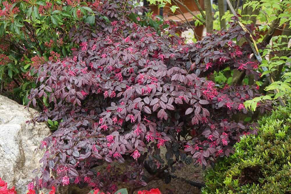 Fringe flower (Loropetalum)