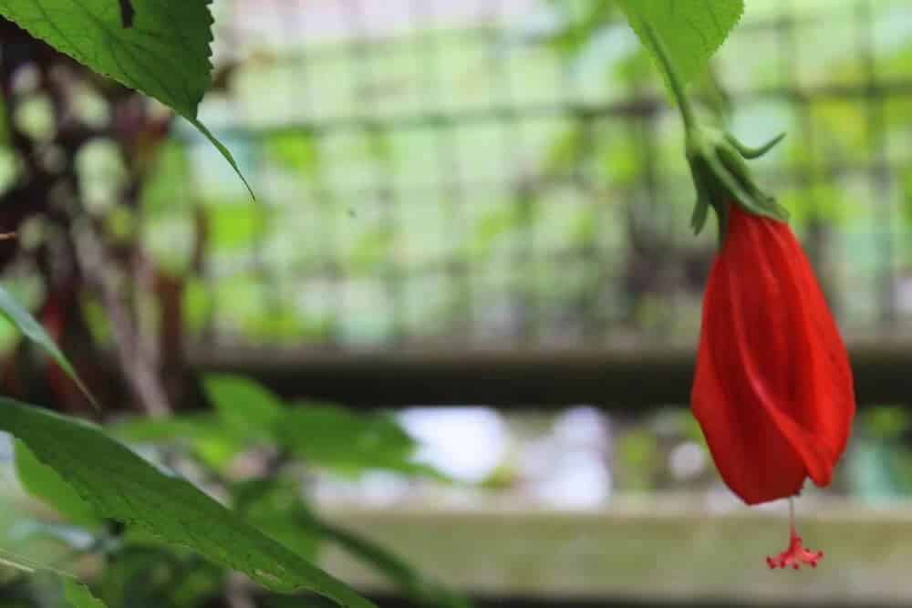 Turk’s Cap (Malvaviscus arboreus)