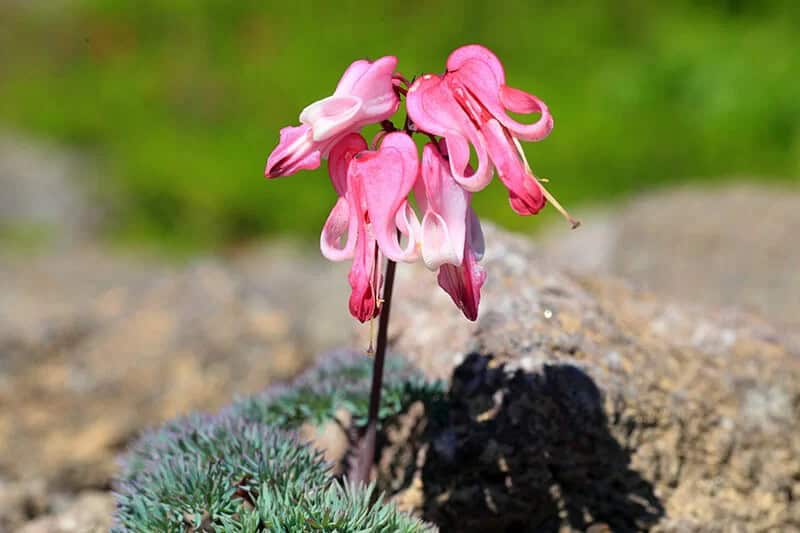 Komakusa Bleeding Heart (Dicentra Peregrina)