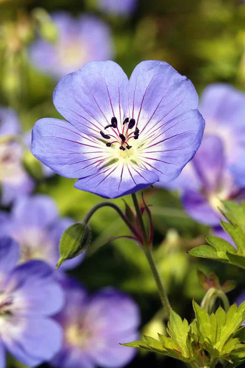 Geranium (Cranesbills)