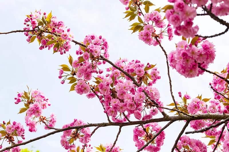 Japanese Flowering Cherry (Prunus Serrulata)