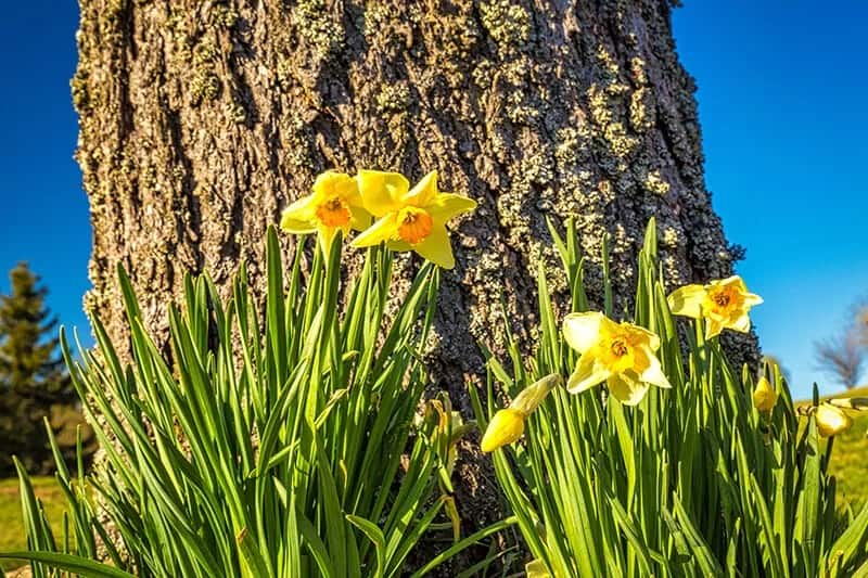 Daffodil (Narcissus ‘Monal’)