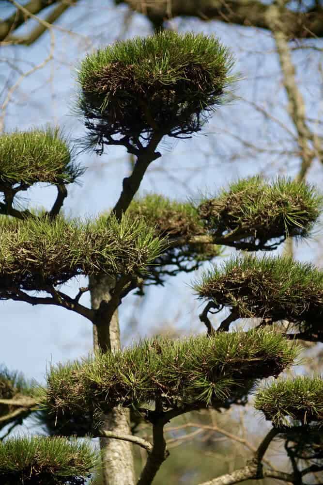 Japanese Black Pine (Pinus thunbergia)