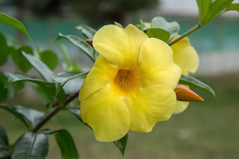 Hibiscus (Scientific Name: Hibiscus Hamabo)