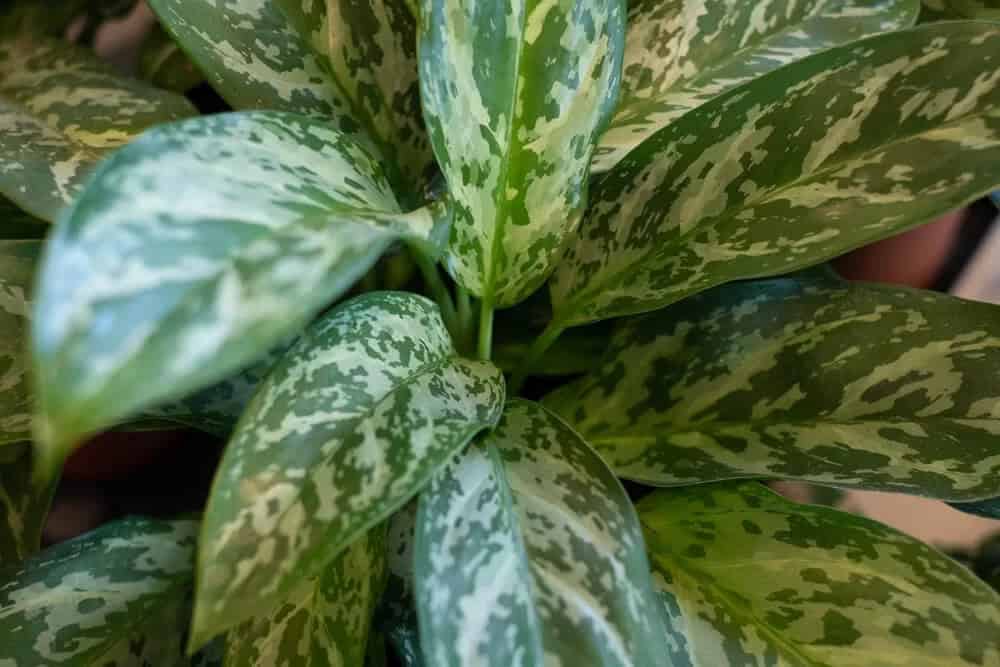 Chinese Evergreen (Aglaonema)