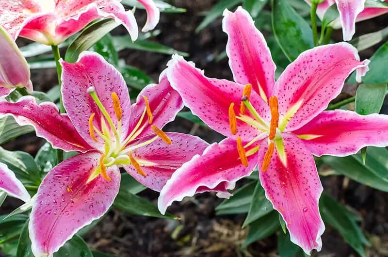 Oriental Lily (Lilium ‘Stargazer’)