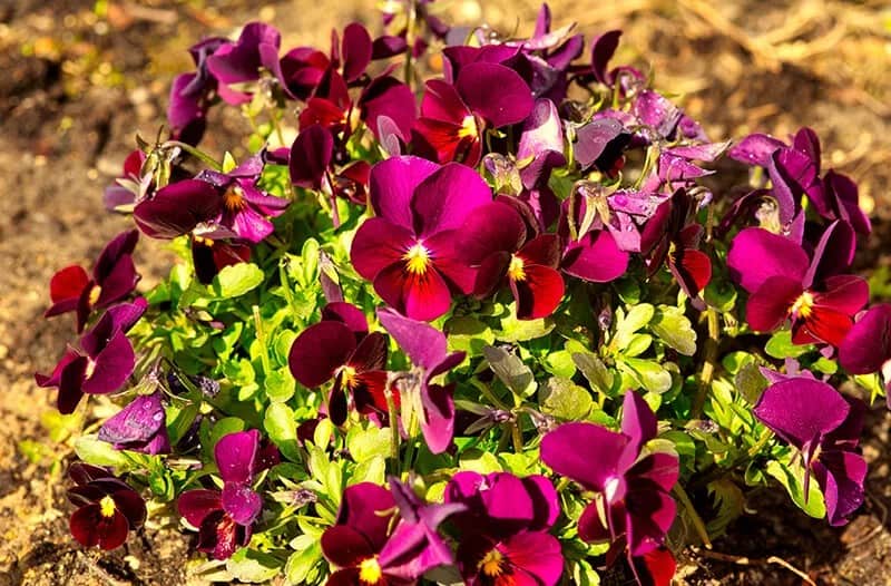 Pansy (Viola × Wittrockiana)