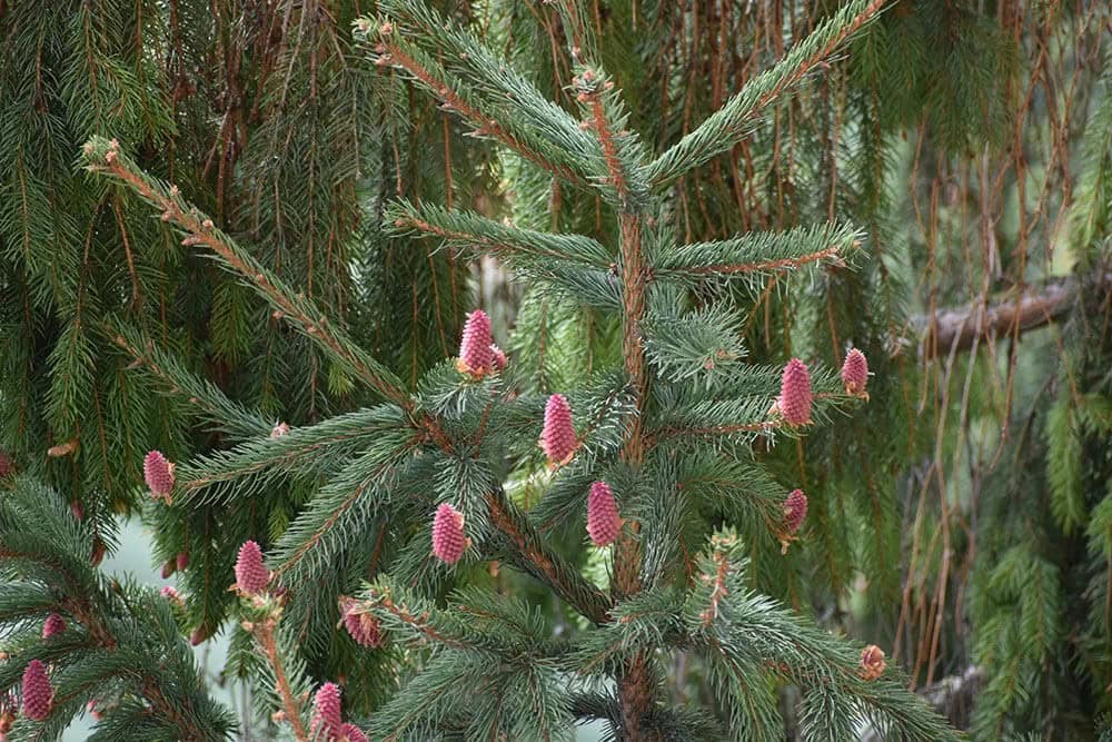 Chihuahua Spruce (Picea chihuahuana)