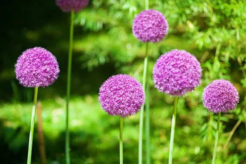 Star of Persia (Allium Cristophii)