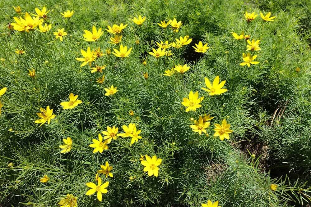 Tickseed (Coreopsis spp.)