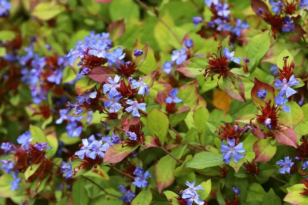 Hardy Leadwort, Plumbago (Ceratostigma plumaginoides)