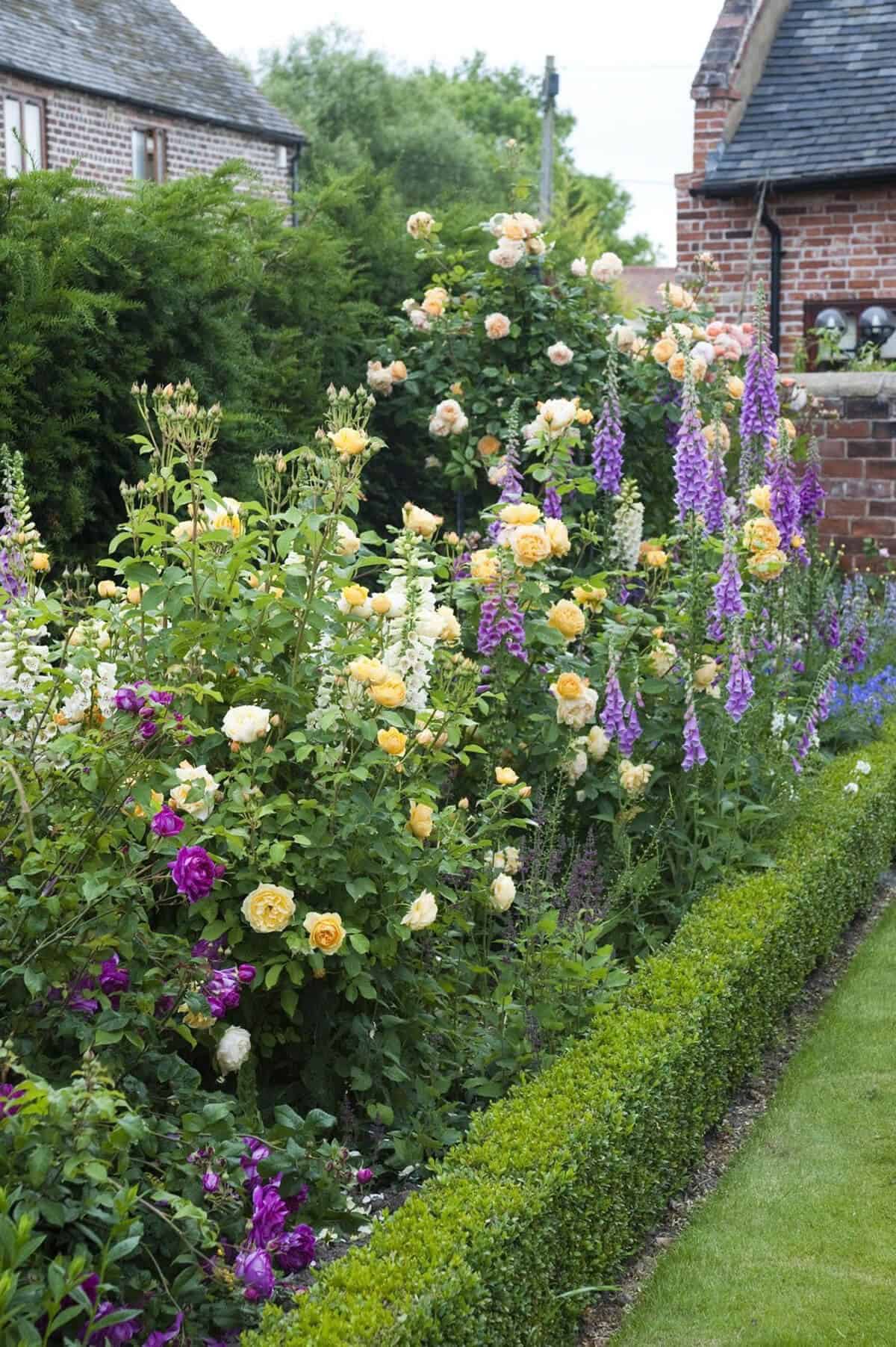 Tall Border with Roses and Snapdragons