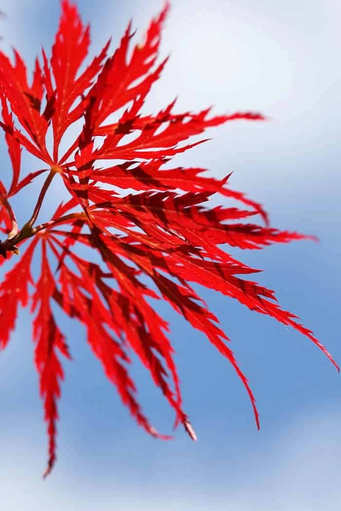 Filigree Japanese Maple (Acer palmatum dissectum ‘Filigree’)